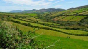 Dingle County Kerry Ireland