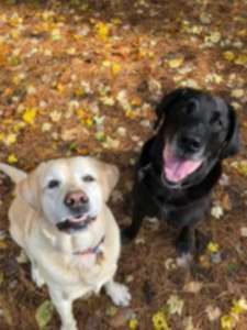 Dogs saved from shelter