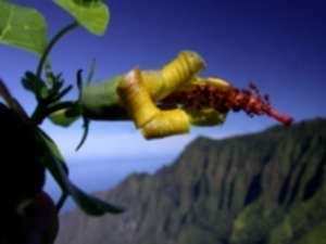 Hawaii