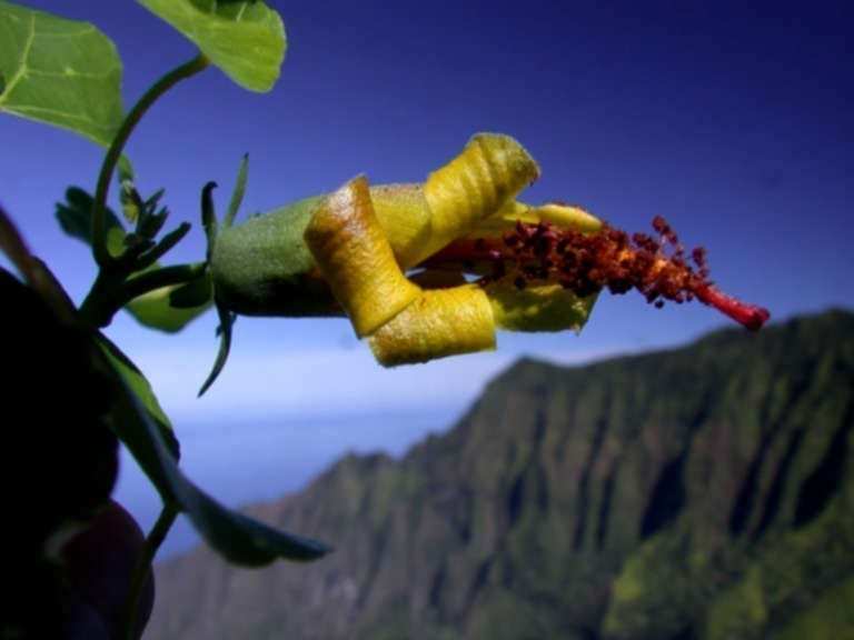 Hawaii