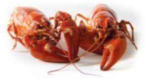 Costco lobster claws on these freshwater crustaceans