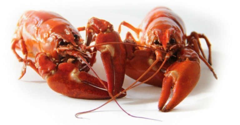 Costco lobster claws on these freshwater crustaceans
