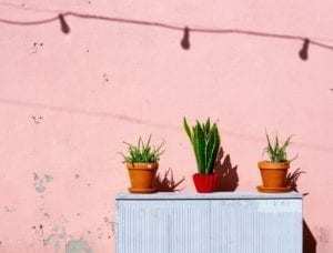 house plants
