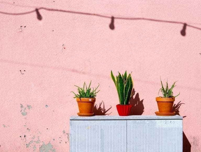 house plants