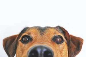 does the dog die