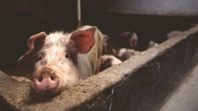 pork