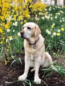 Dog with arthritis