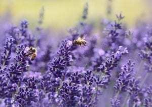 bee-killing pesticides