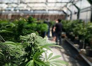 Hemp CBD Greenhouse