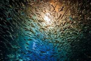 Swarm by Jeremy McKane