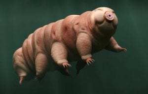 tardigrade