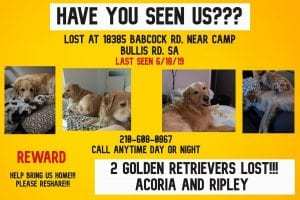 Missing dogs: Acoria and Ripley.