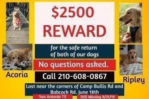 Missing dogs: Acoria and Ripley