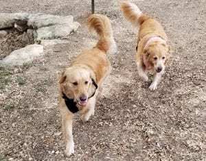 Missing dogs: Acoria and Ripley