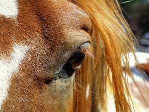 Horse in California Wildfire