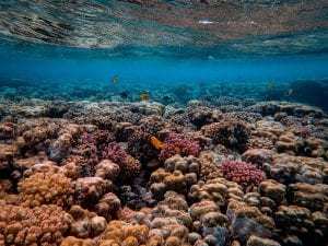 coral gardeners