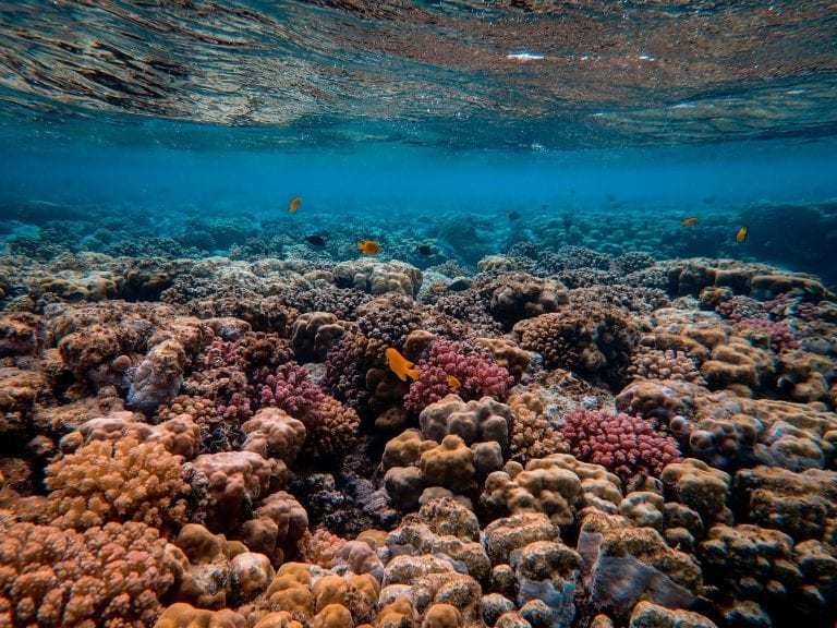 coral gardeners