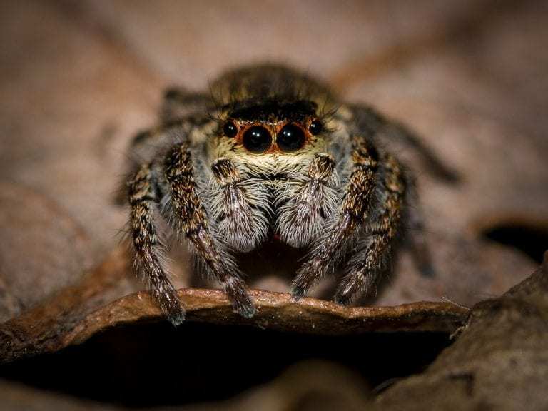Christmas Jumping Spider