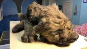 18,000-year-old puppy