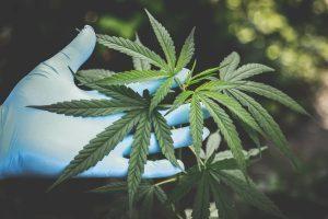 Canopy Growth