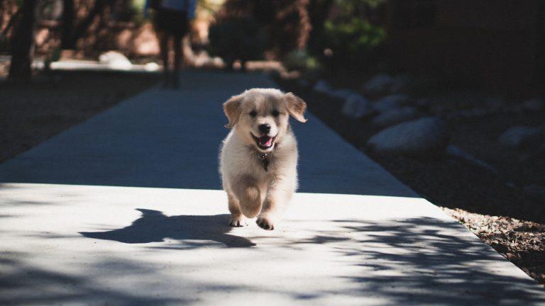 dogs adopted