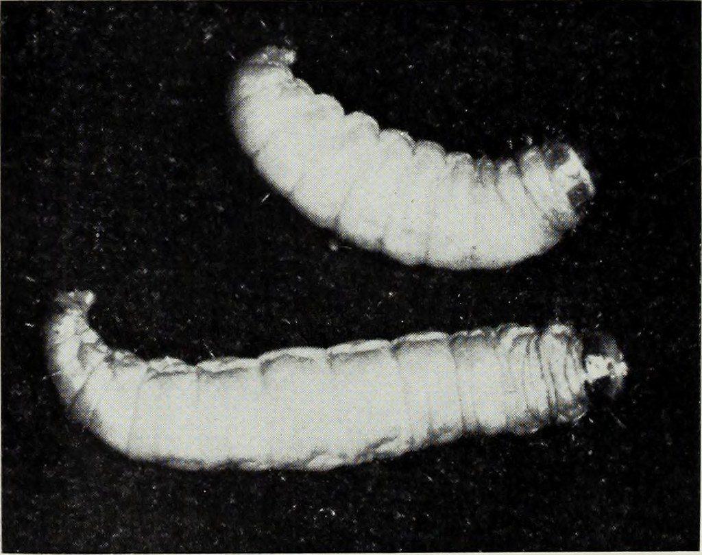 plastic eating caterpillar