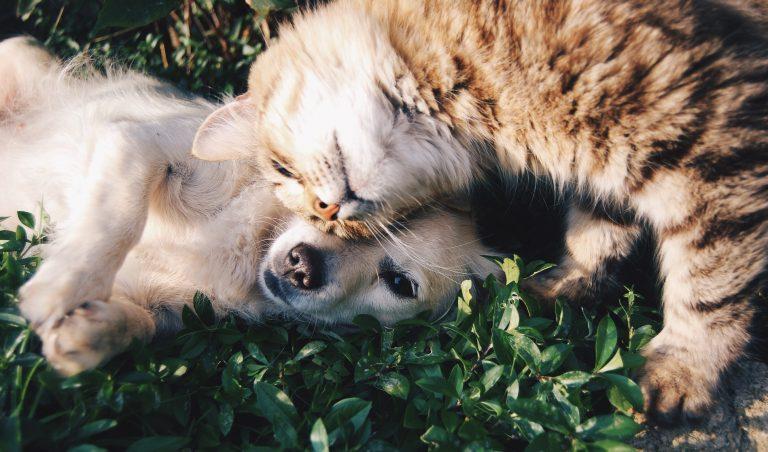 amazon products furry friends