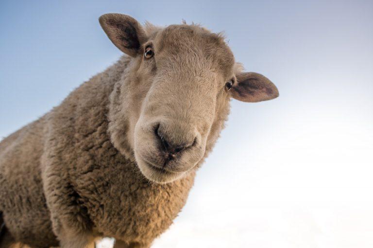 Monday motivation sheep