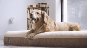 Orthopedic Dog Beds