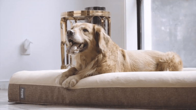 Orthopedic Dog Beds