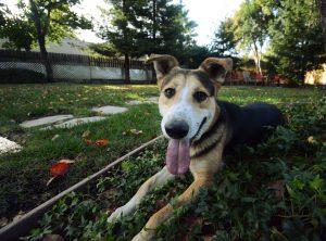 Keep track of your furry friend with Tractive