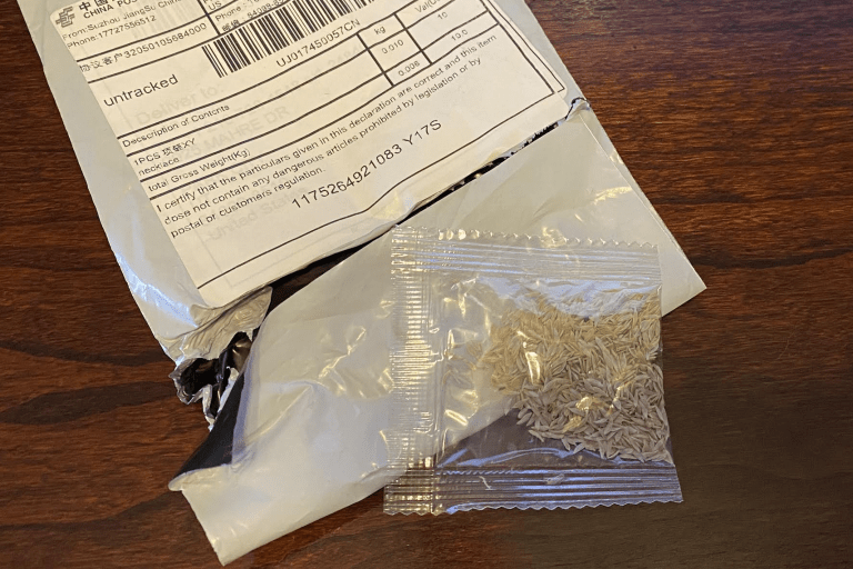mysterious seeds