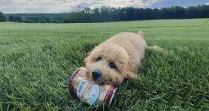 Dog beer features image