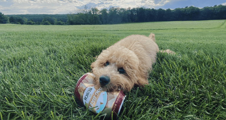 Dog beer features image