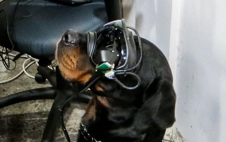 ar goggles for dogs