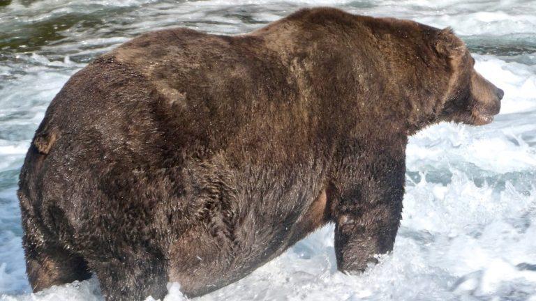 Fat Bear Week