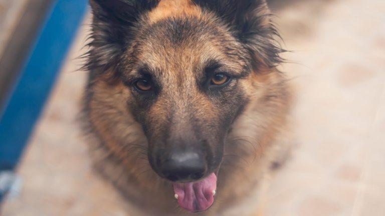Closeup Pic of Joe Biden Dog Champ