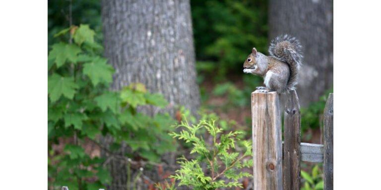squirrel feeder
