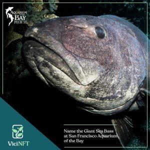 aquarium of the bay vicinft