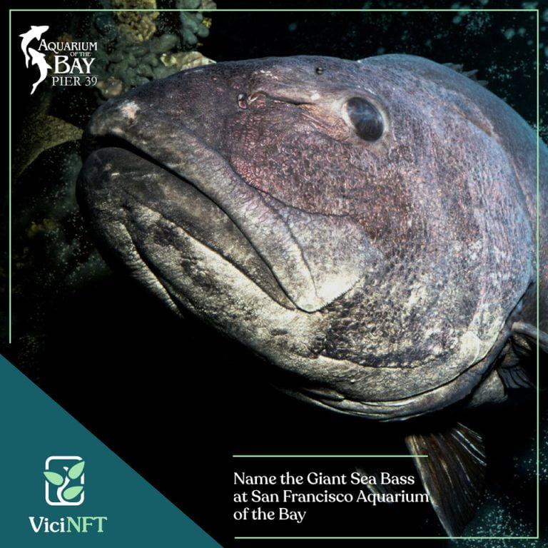 aquarium of the bay vicinft