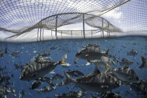 sustainable aquaculture