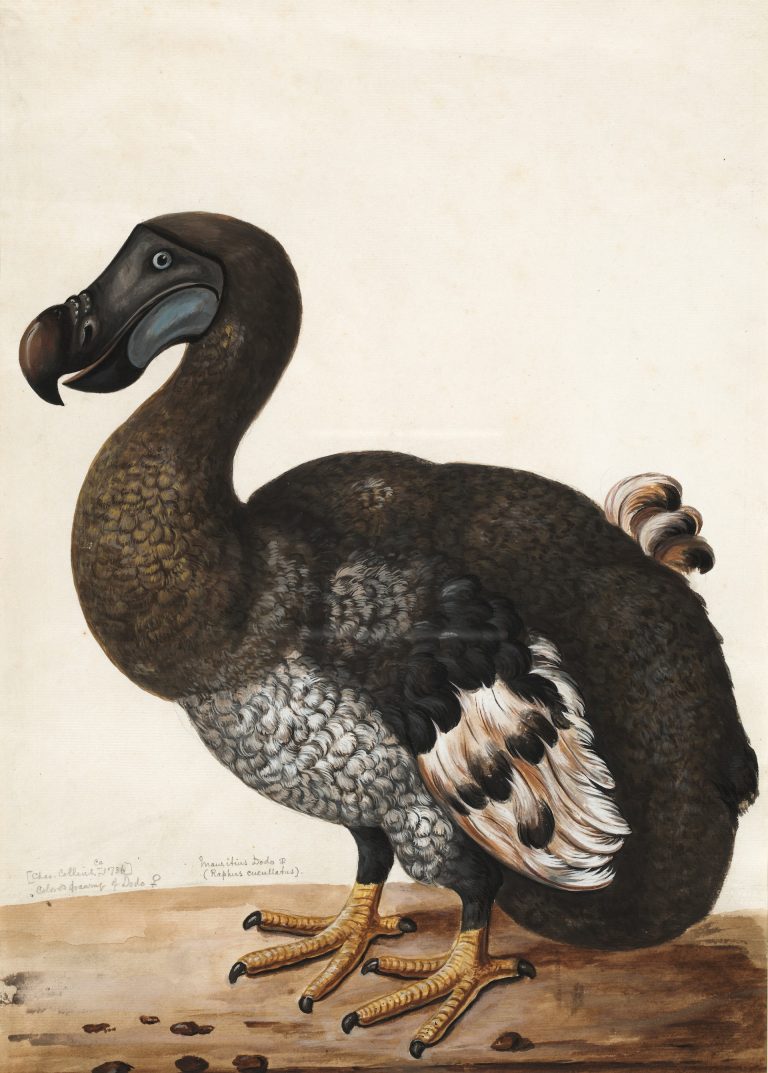 Colossal aims for dodo de-extinction