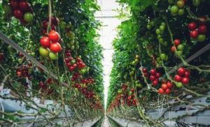 Walmart tech, vertical farming