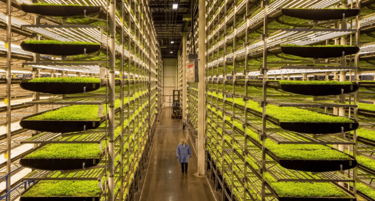 AeroFarms files bankruptcy