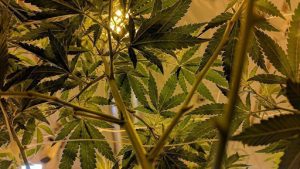 Cannabis seeds knowledge for beginners