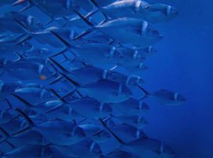 efishery-makes-waves:-indonesian-startup-raises-$200m,-reaches-unicorn-valuation