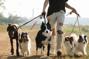 loyal-ceo-wants-to-extend-life-expectancy-for-dogs-and-then-humans.