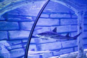 wake-up-call-for-us-businesses:-shark-tank-host-highlights-looming-crisis
