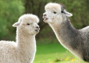 meta-unveils-llama-2:-open-source-ai-model-for-commercial-applications