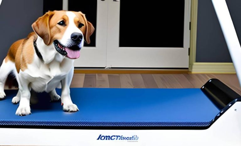 Best dog treadmills